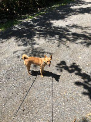 This pup loves her walks!