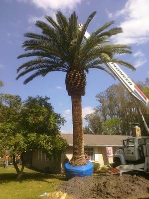 Canary Island Date Palm installed in Tampa, Florida