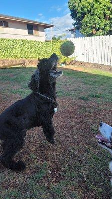 Days after acupressure and hours after Healy, Brody was back to playing