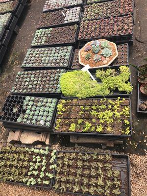 Fred Drummond Nursery