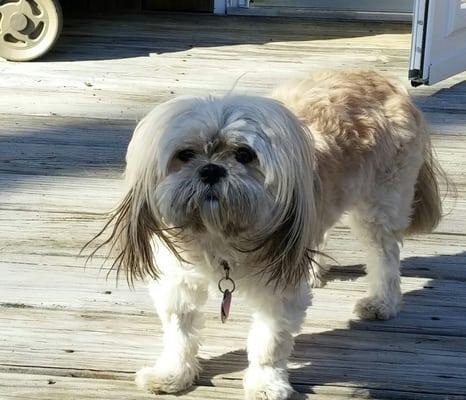 Boo enjoys warm sun and fresh air.