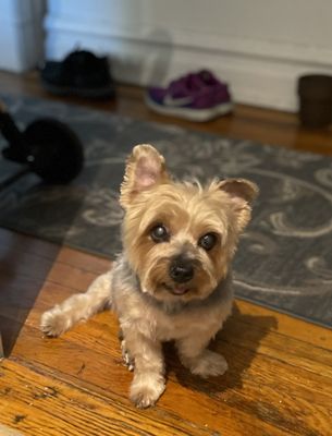 Buddy post-grooming