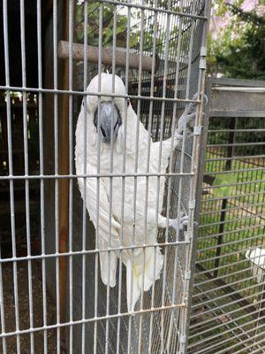 Cockatoo