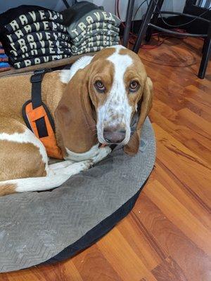 Come and visit with Jackson the Basset Hound!