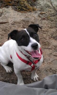 Ginger out on an adventure to the beach with Royal Pups =)