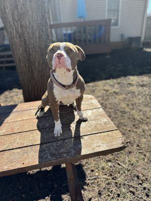 Client Bella enjoying yard time