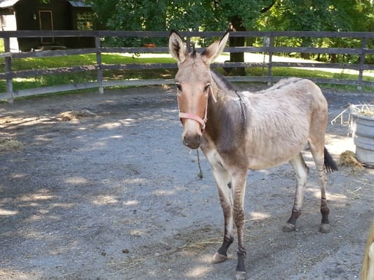 The cool Zonkey his name is " Stripes "