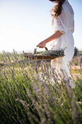 Stroll through our lavender blooms, harvest a bouquet of lavender, sit in peace and quiet.