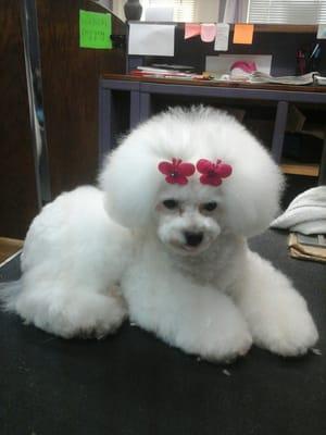 Poodle styles