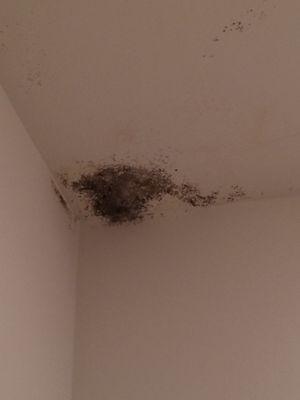 Black mold