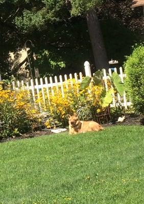 Hogan relaxing on my visit