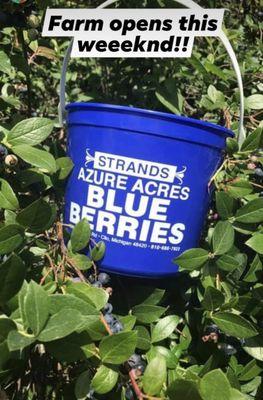 Blueberry bucket