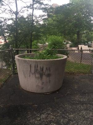 Aug. 2016.  another large, neglected flower/plant pots in the sit-down areas in front of buildings (2324/2334/2344 Boston Road, Bx, NYC)