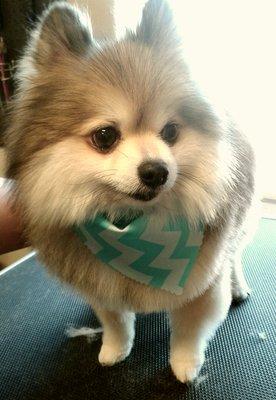 POMERANIAN GROOM