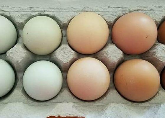 Pasture Raised eggs