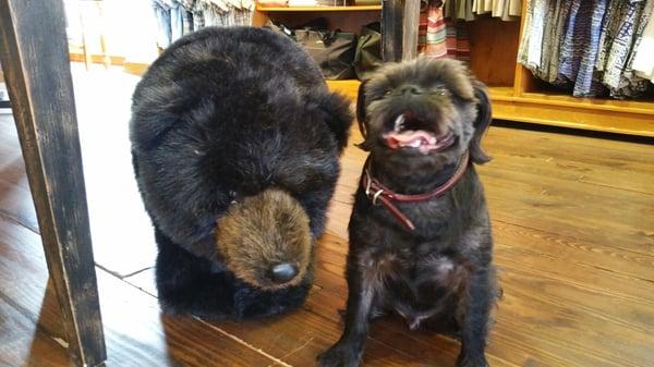 Bento loves coming to Orvis. Dog friendly, water bowl at the door and duck jerky!....ohhhhh and the bear!