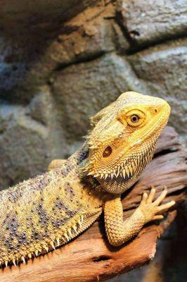 No matter the size, shape,or texture. We believe that every pet deserves the best care.Meet milo lounging in the sun during one of our visit