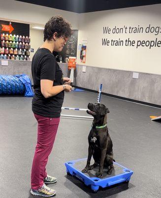 This is Mochi proudly showing off his two awards to mom. He was so happy!