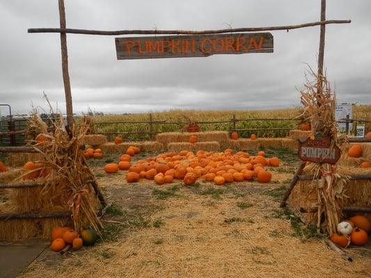 Wild West Corn Maze