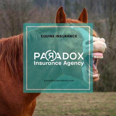 Equine Insurance #paradoxinsures