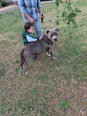 Make sure to always train your dog to work well with kids.