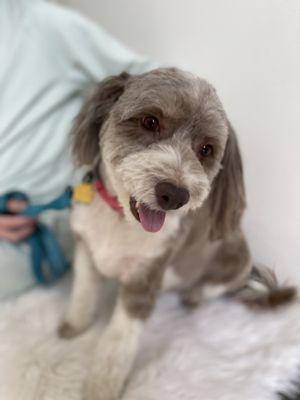 More floofy happy puppy