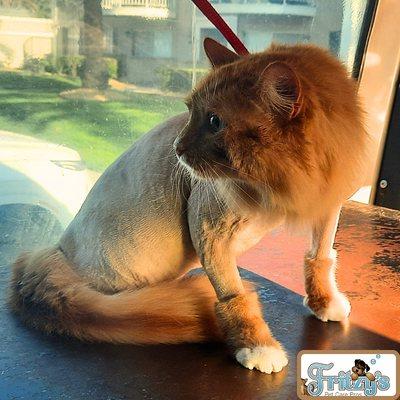 The Best Cat Lion Cut Mobile Groomer Near me