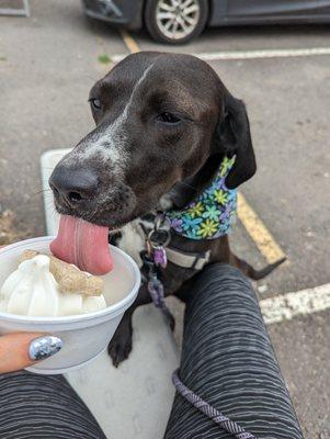 doggie sundae