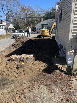 Before stump removal