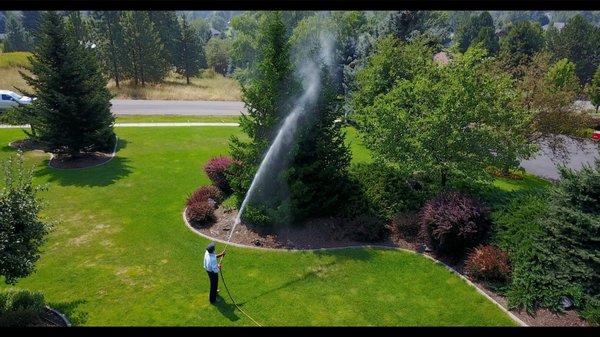 Tree and shrub insect and disease control