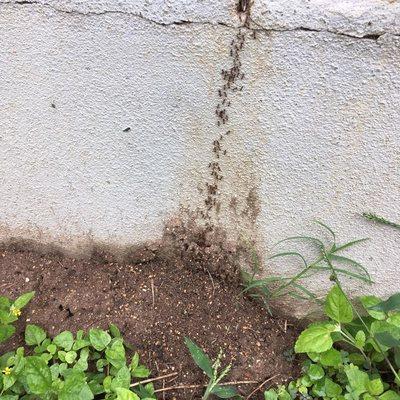 #Ants #pestcontrol  ANTS are infesting San Antonio homes. Call JMax for control 210-326-2288