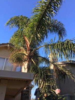 My overgrown palm tree before trimming.