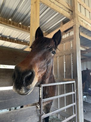 Tiny! Sweetheart rescued horse!