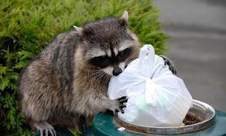 We handle almost all types of wildlife removal.