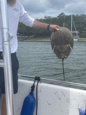 Captain Ryan pulled out a horseshoe crab to show us. It was dead and smelled horrid.