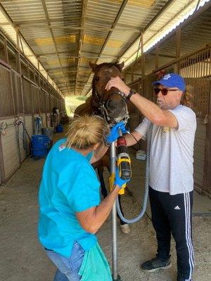 Horse getting teeth done