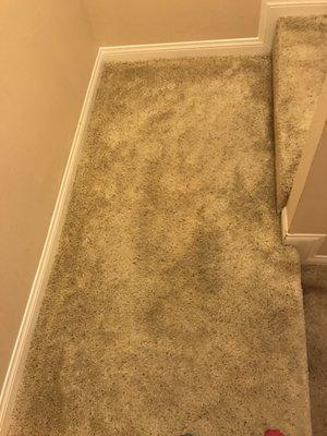 Stairs with animals stains after... much better.