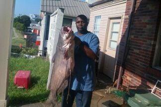 50lb  blue caught on mississippi river using green gumbo worm