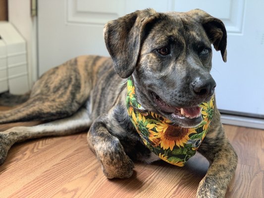 Elvera flaunting her new bandanna