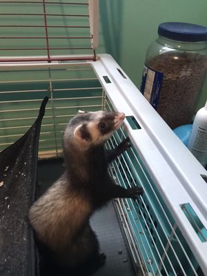 We love ferrets