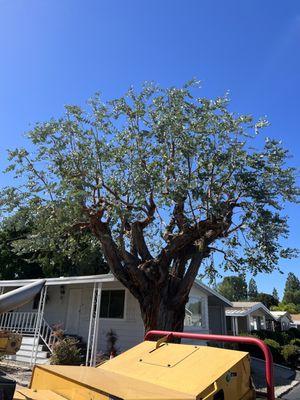 3D Real Natural Art. Laced Eucalyptus Tree.