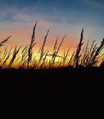 Perfect place for sunsets--you are surrounded by wildflowers and tall grass.