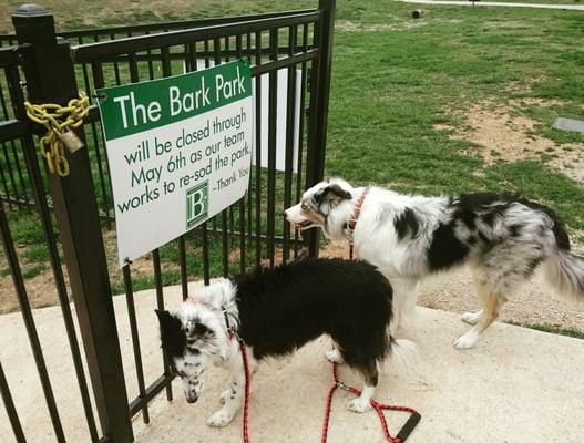 My dogs feel like Clark W. Griswald when Wallyworld was closed for repair.