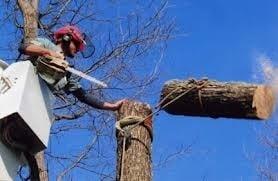 Tree removal