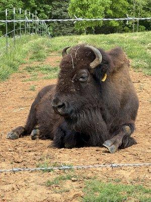 Tatanka Bison Ranch