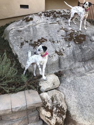 Dalmatian Rescue Of West Los Angeles