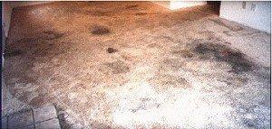 A VERY DIRTY carpet in an apartment. Before pic.