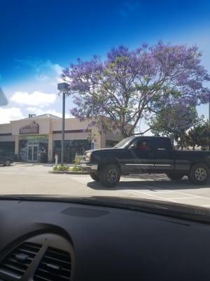 Jacaranda's in bloom!