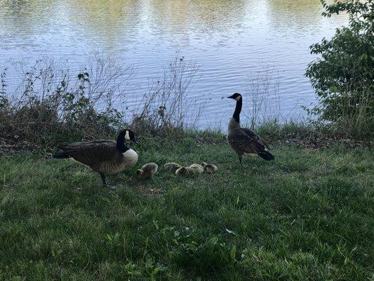 Baby geese in the spring.