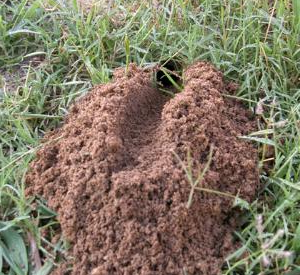 Digger Wasp Burrow